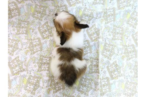 販売中の千葉県のパピヨン-381950の5枚目