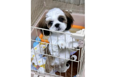 成約済の大阪府のシーズー-364274の3枚目