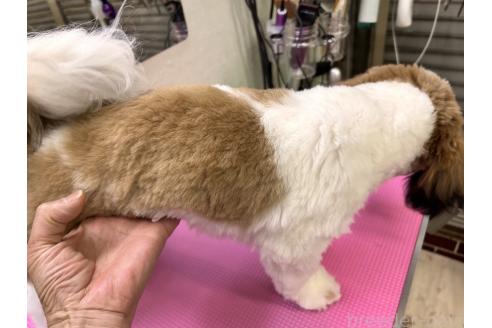 成約済の大阪府のシーズー-364274の2枚目
