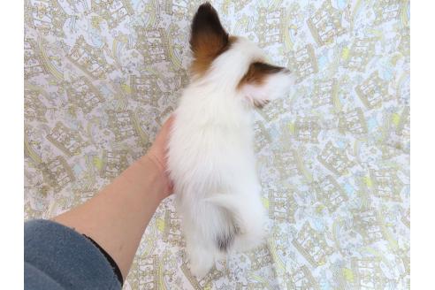 成約済の千葉県のパピヨン-381358の5枚目