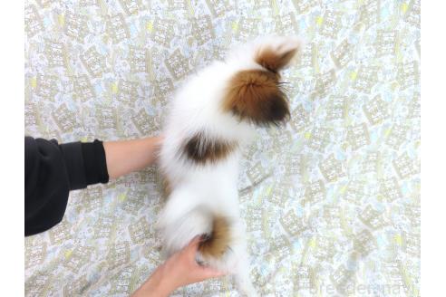 成約済の千葉県のパピヨン-367913の5枚目