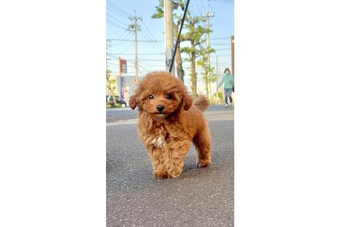 販売中の岡山県のティーカッププードル-376475の2枚目