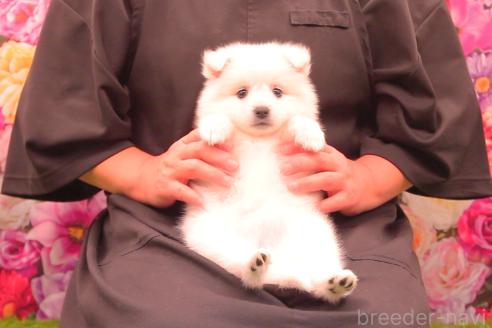 成約済の茨城県の日本スピッツ-383845の3枚目