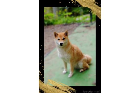 販売中の栃木県の柴犬-353918