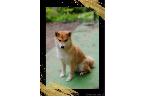販売中の栃木県の柴犬-353918の2枚目