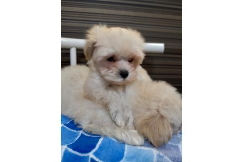 販売中の熊本県のマルプー:マルチーズ×トイプードル-384858の5枚目