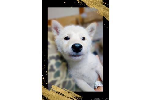 販売中の栃木県の柴犬-374274
