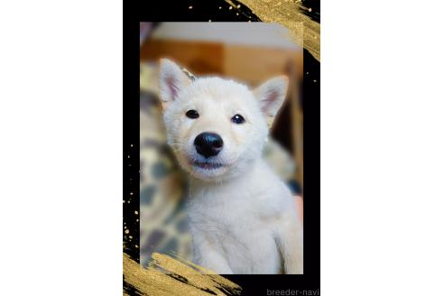 販売中の栃木県の柴犬-374274の2枚目