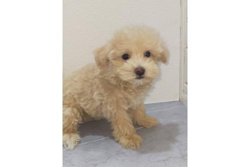 成約済の宮崎県のマルプー:マルチーズ×トイプードル-386057