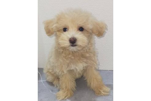 成約済の宮崎県のマルプー:マルチーズ×トイプードル-386057の4枚目