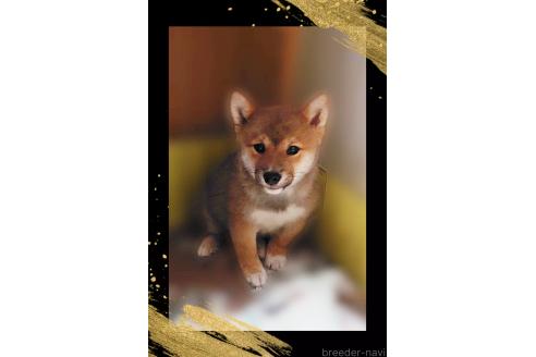 販売中の栃木県の柴犬-374278