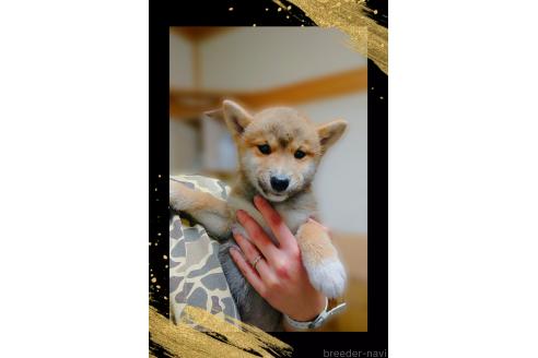 販売中の栃木県の柴犬-374278の4枚目