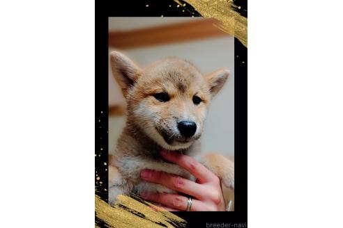 販売中の栃木県の柴犬-374278の3枚目