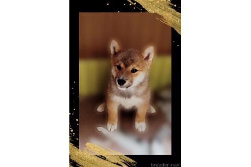 販売中の栃木県の柴犬-374278の2枚目