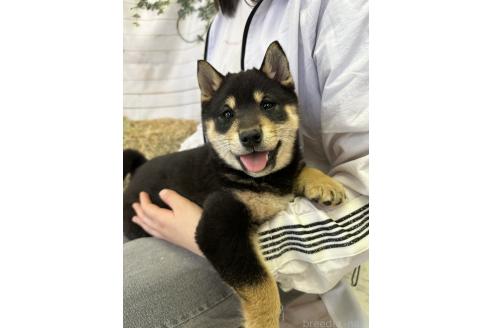 成約済の北海道の柴犬-382708の5枚目