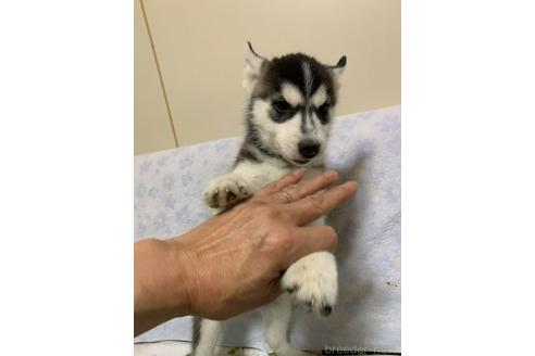 販売中の愛知県のシベリアンハスキー-386065の1枚目
