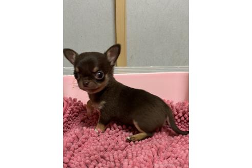 成約済の熊本県のチワワ(スムースコート)-380778の6枚目
