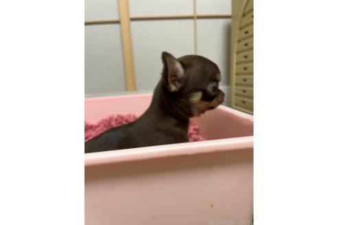 成約済の熊本県のチワワ(スムースコート)-380778の5枚目