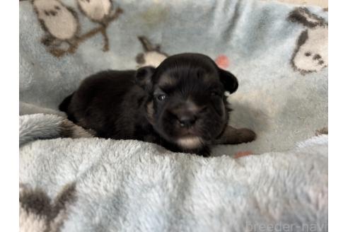 販売中の岡山県のミックス犬-386076の2枚目