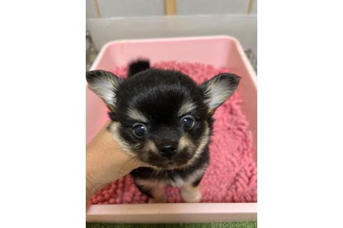成約済の熊本県のチワワ(ロングコート)-383196の9枚目