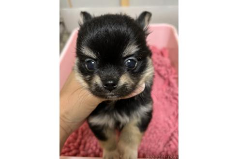 成約済の熊本県のチワワ(ロングコート)-383196の8枚目