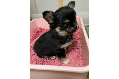 成約済の熊本県のチワワ(ロングコート)-383196の7枚目