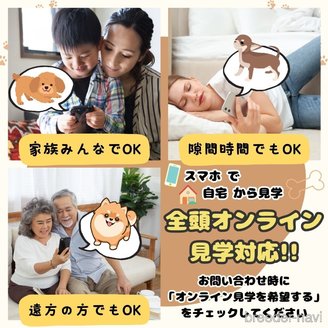 成約済の埼玉県のミックス犬-386422の10枚目