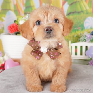 成約済の埼玉県のミックス犬-386422の1枚目