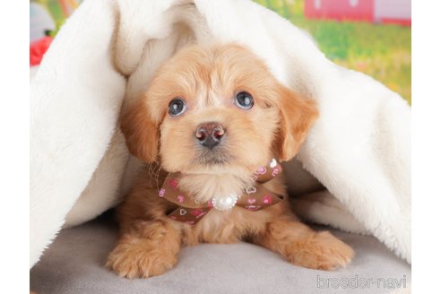 成約済の埼玉県のミックス犬-386422の8枚目