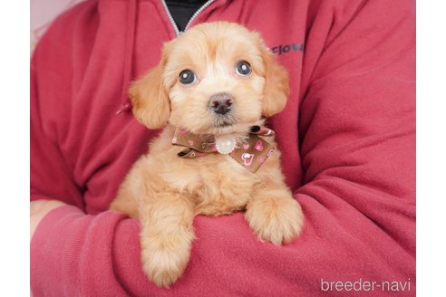 成約済の埼玉県のミックス犬-386422の3枚目