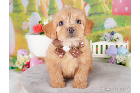 成約済の埼玉県のミックス犬-386422の4枚目