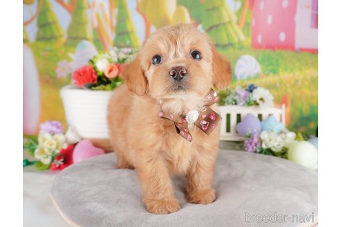 成約済の埼玉県のミックス犬-386422の5枚目