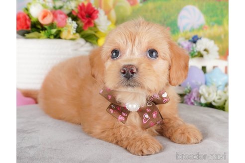 成約済の埼玉県のミックス犬-386422の6枚目