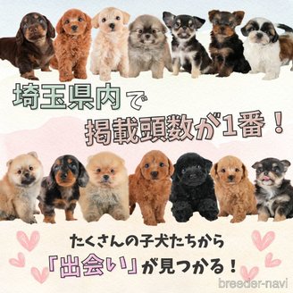 販売中の埼玉県のチワプー:チワワ×トイプードル-386419の13枚目