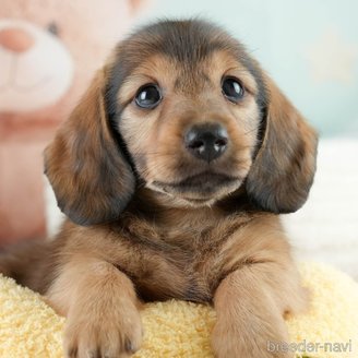 成約済の埼玉県のミニチュアダックスフンド(ロングヘアード)-386418