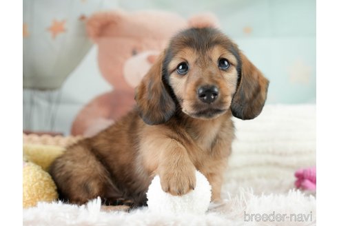 成約済の埼玉県のミニチュアダックスフンド(ロングヘアード)-386418の7枚目
