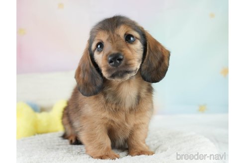 成約済の埼玉県のミニチュアダックスフンド(ロングヘアード)-386418の8枚目