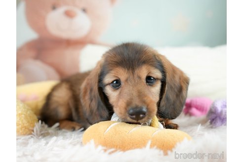 成約済の埼玉県のミニチュアダックスフンド(ロングヘアード)-386418の3枚目