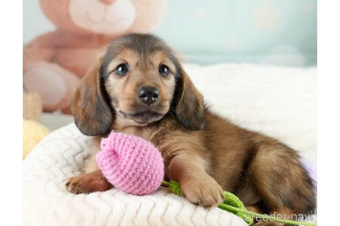 成約済の埼玉県のミニチュアダックスフンド(ロングヘアード)-386418の4枚目