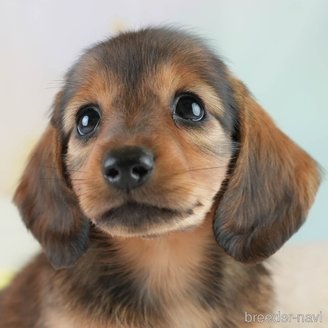 成約済の埼玉県のミニチュアダックスフンド(ロングヘアード)-386417の1枚目