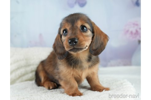 成約済の埼玉県のミニチュアダックスフンド(ロングヘアード)-386417の3枚目