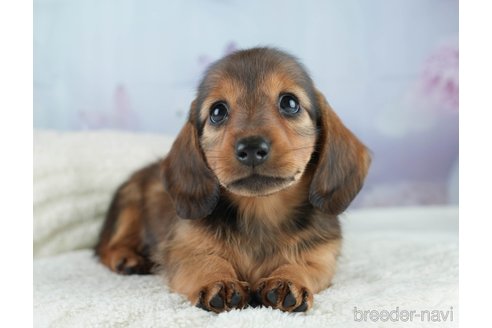 成約済の埼玉県のミニチュアダックスフンド(ロングヘアード)-386417の4枚目