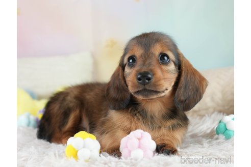 成約済の埼玉県のミニチュアダックスフンド(ロングヘアード)-386417の7枚目