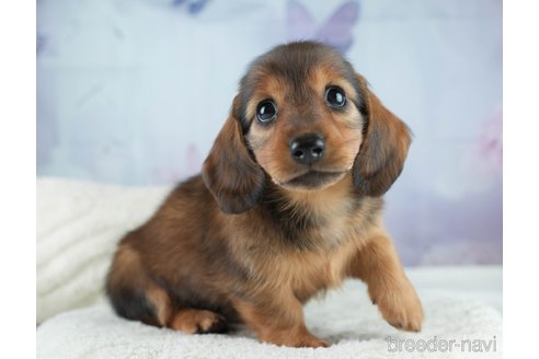 成約済の埼玉県のミニチュアダックスフンド(ロングヘアード)-386417の5枚目