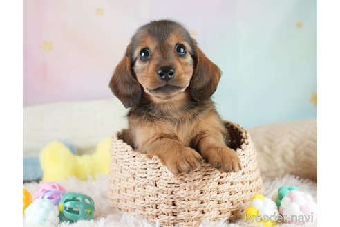 成約済の埼玉県のミニチュアダックスフンド(ロングヘアード)-386417の8枚目