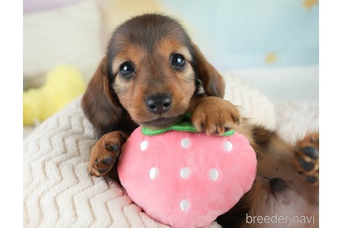 成約済の埼玉県のミニチュアダックスフンド(ロングヘアード)-386417の9枚目