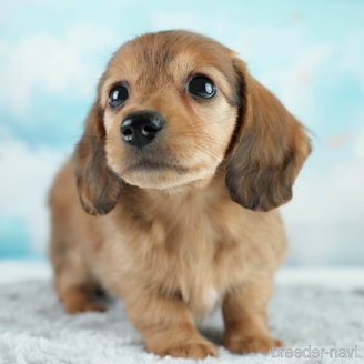 成約済の埼玉県のミニチュアダックスフンド(ロングヘアード)-386416の1枚目