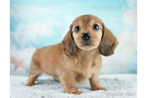 成約済の埼玉県のミニチュアダックスフンド(ロングヘアード)-386416の3枚目