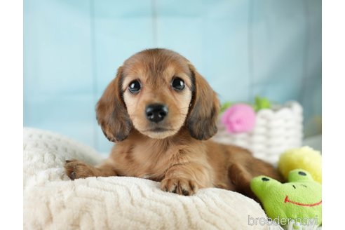 成約済の埼玉県のミニチュアダックスフンド(ロングヘアード)-386416の4枚目