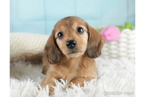 成約済の埼玉県のミニチュアダックスフンド(ロングヘアード)-386416の6枚目